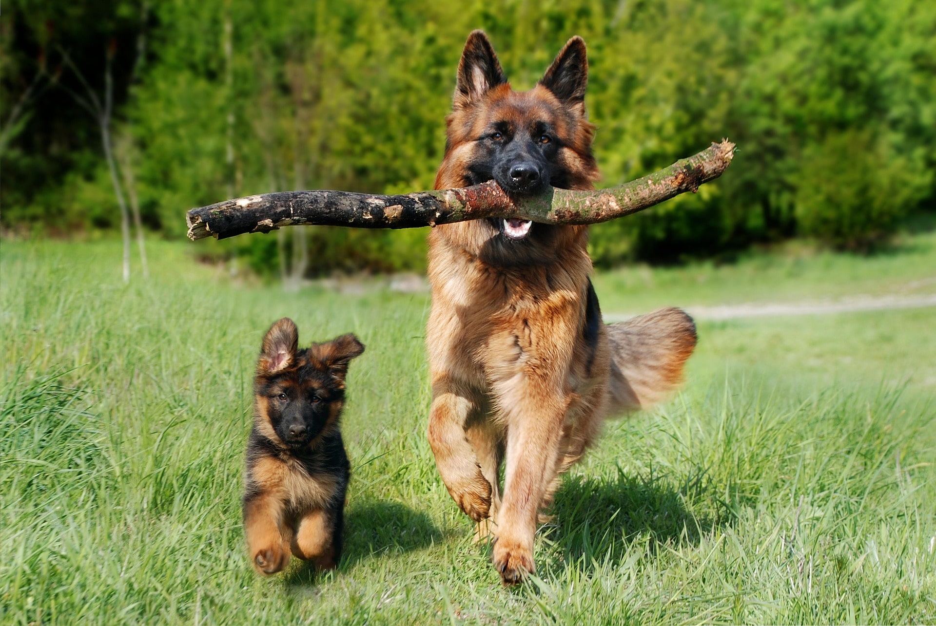 Puppy and adult German Shepard running side by side