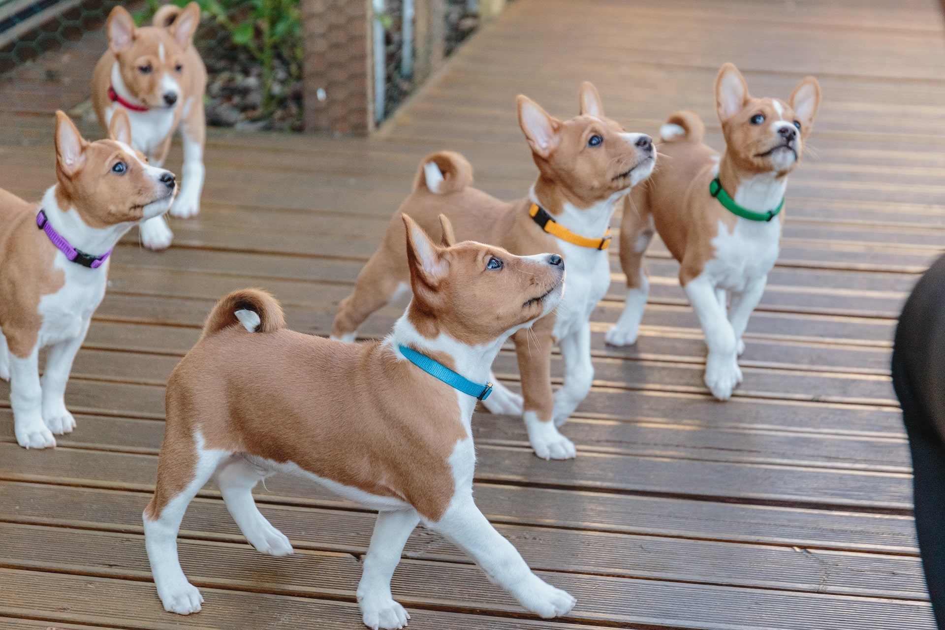 Five Basenji puppies each with a differnet colored collar