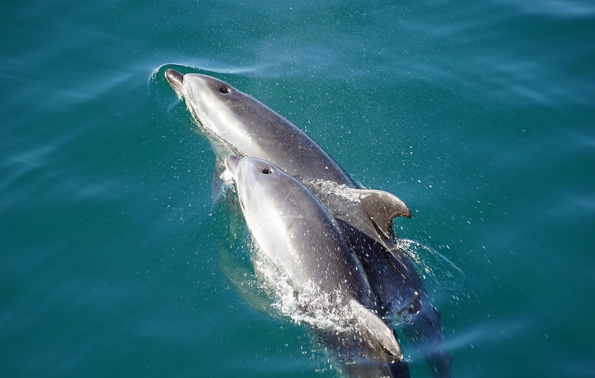 Mother and baby dolphin swimming in the ocean