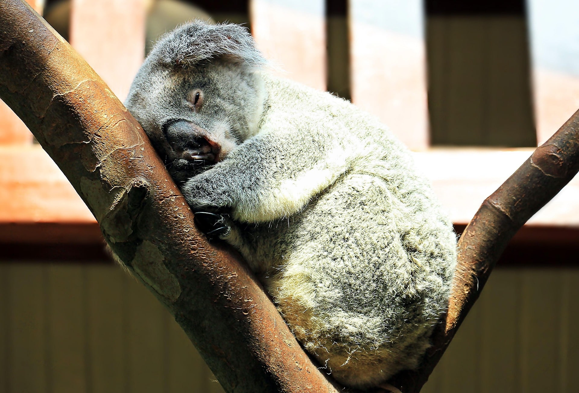 Koala sleeping between two branches