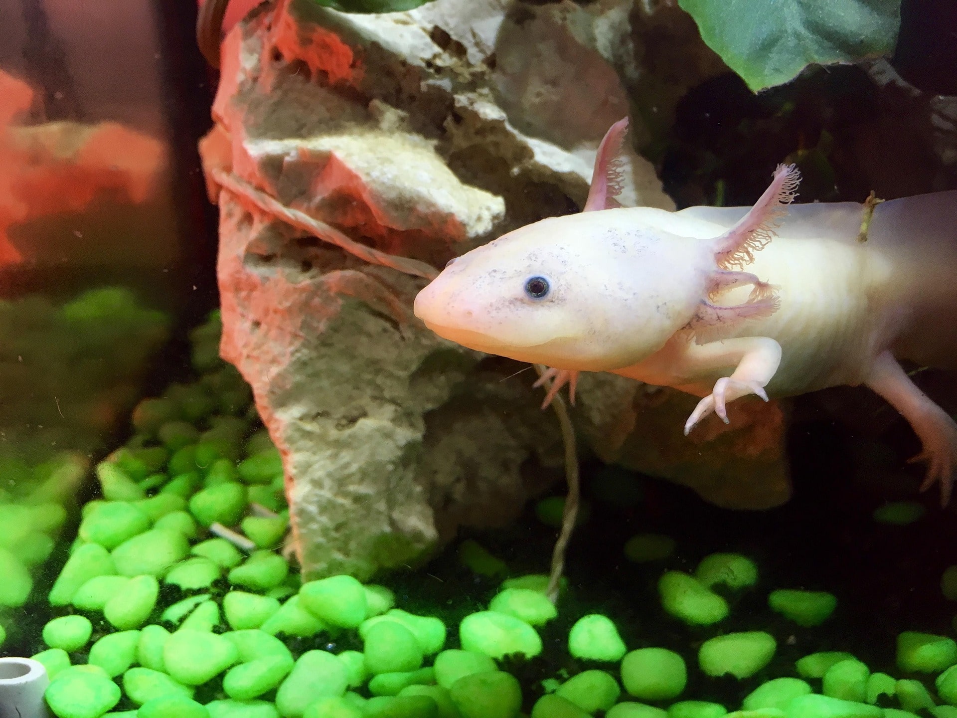 Leucistic axolotl peeking out from a rock