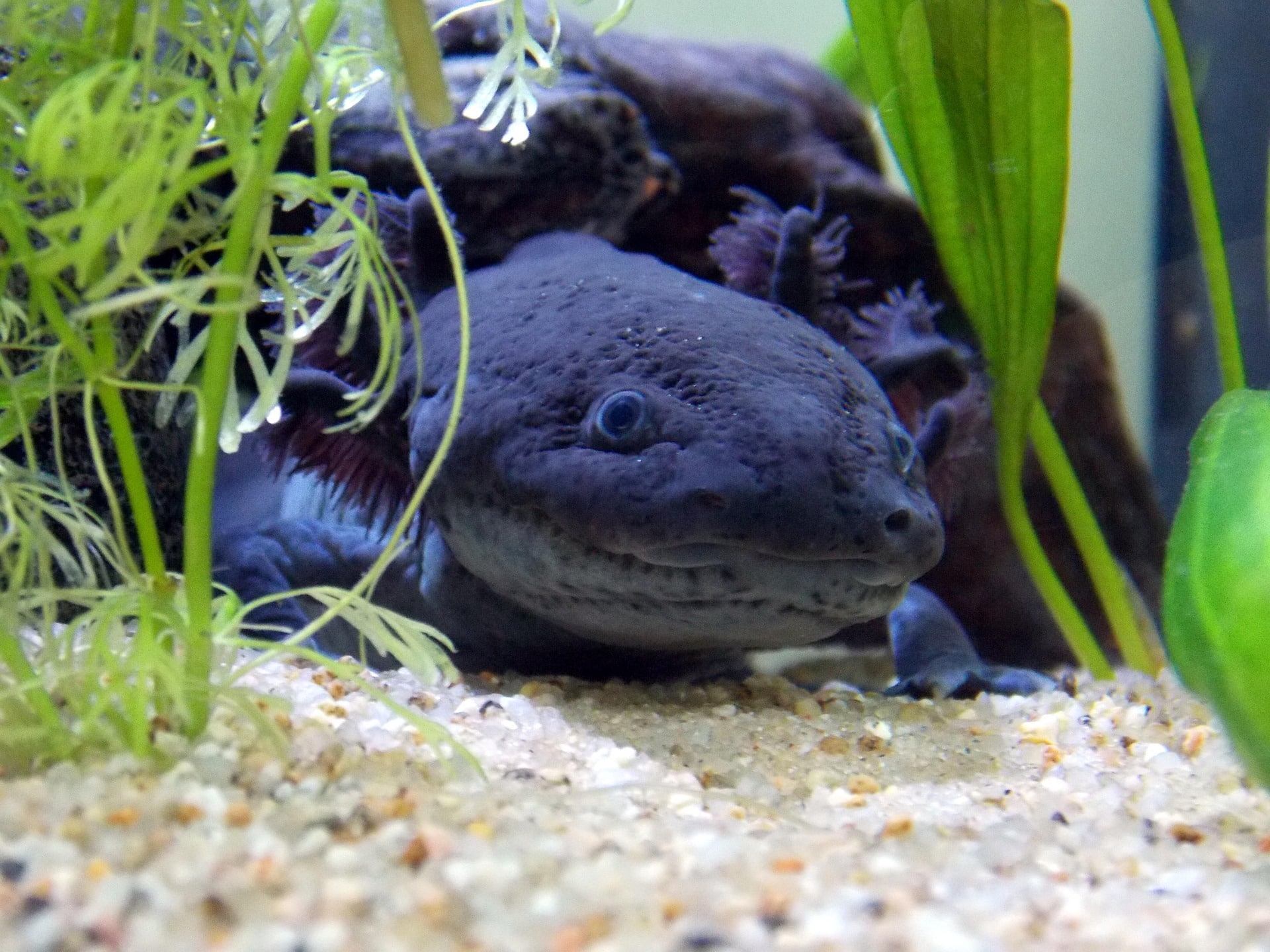 Close up of a melanotic axolotl resting on sand