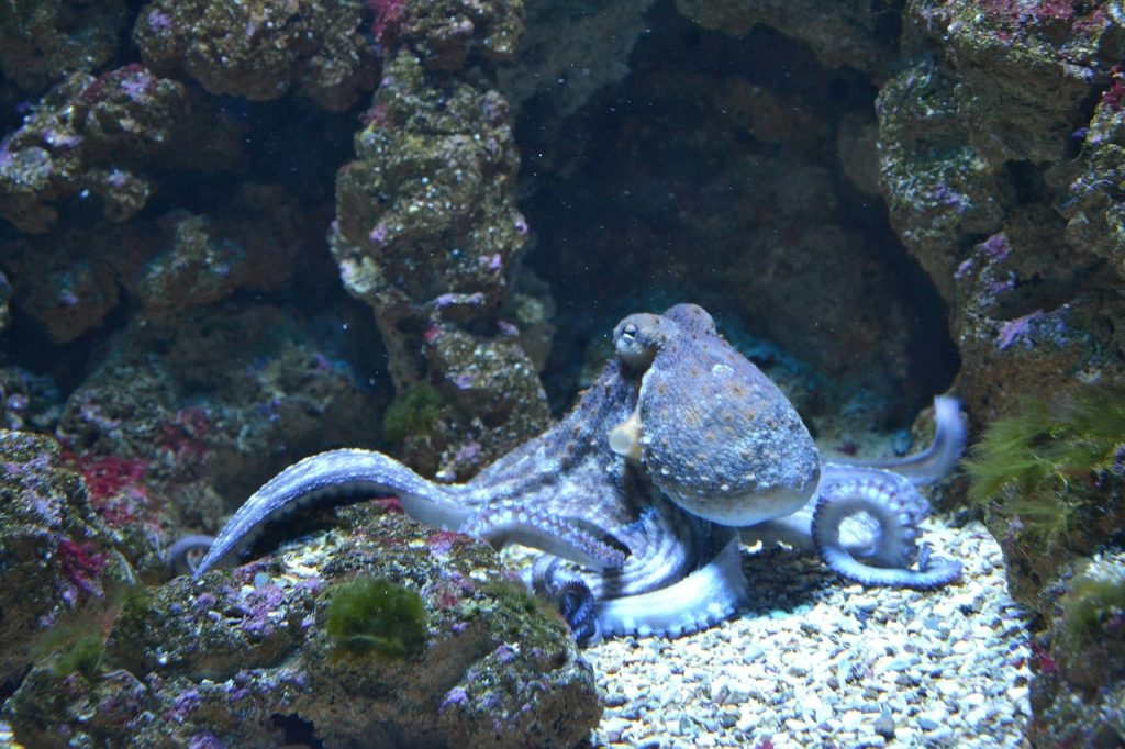 octopus resting on sea floor