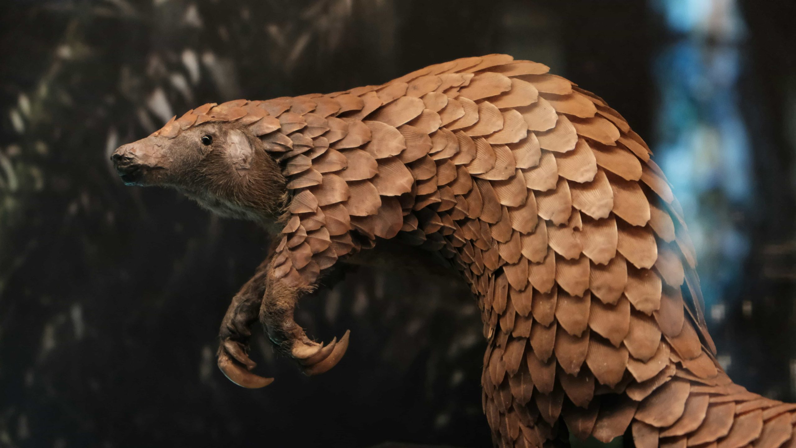 Pangolin with front paws raised