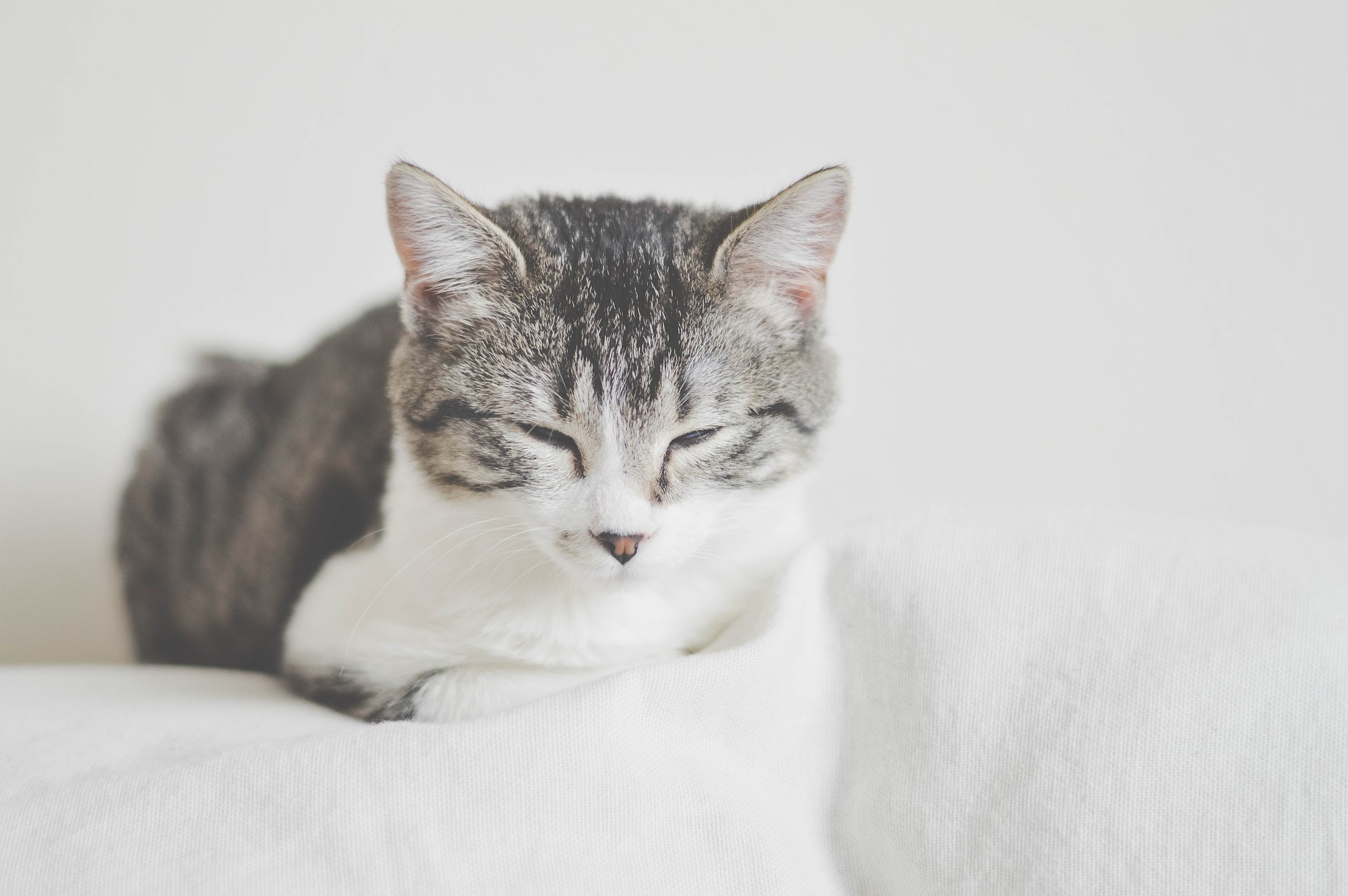 Sleepy cat on white blankets