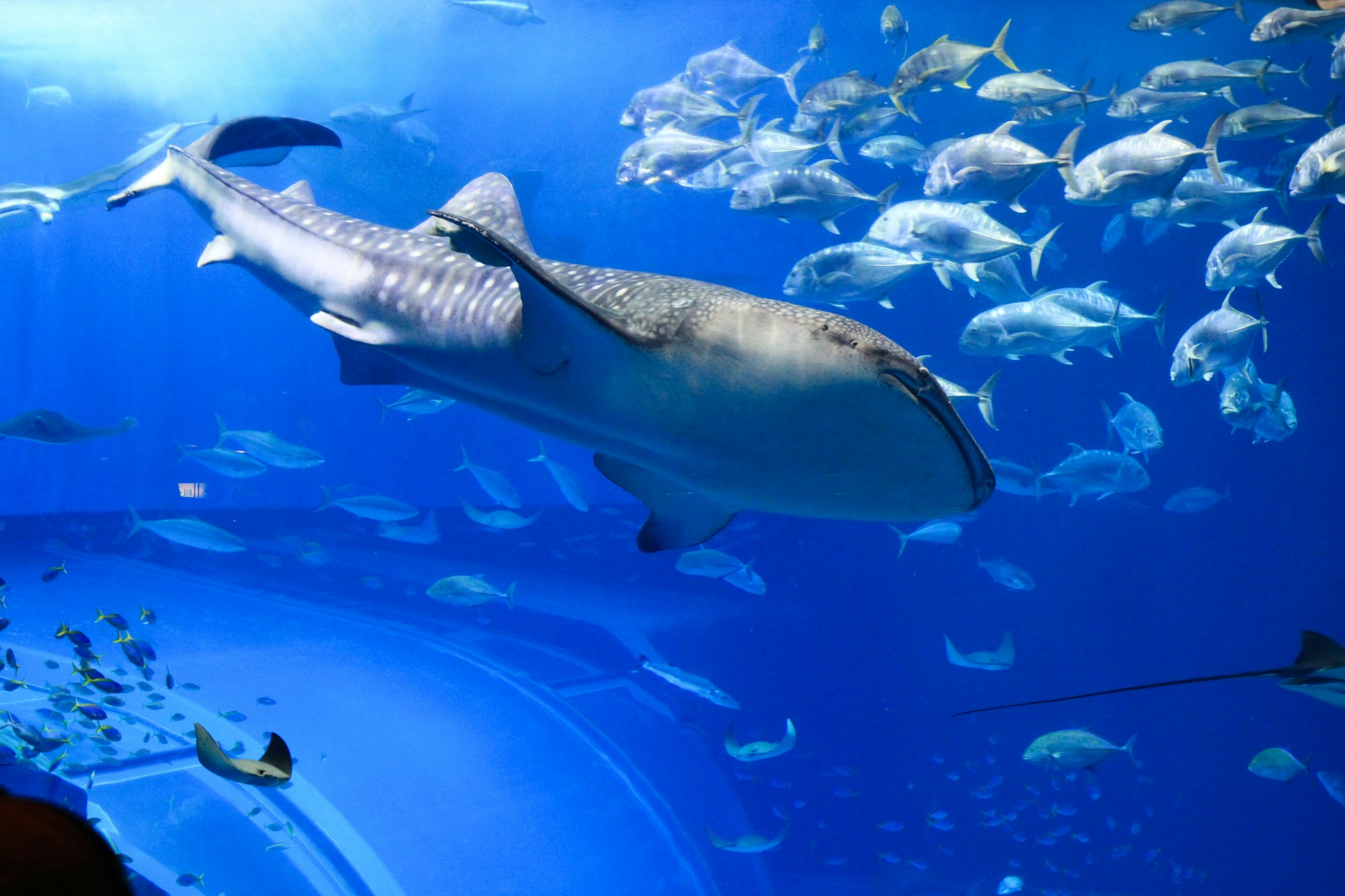 Whale shark at the Okinawa Churaumi Aquarium
