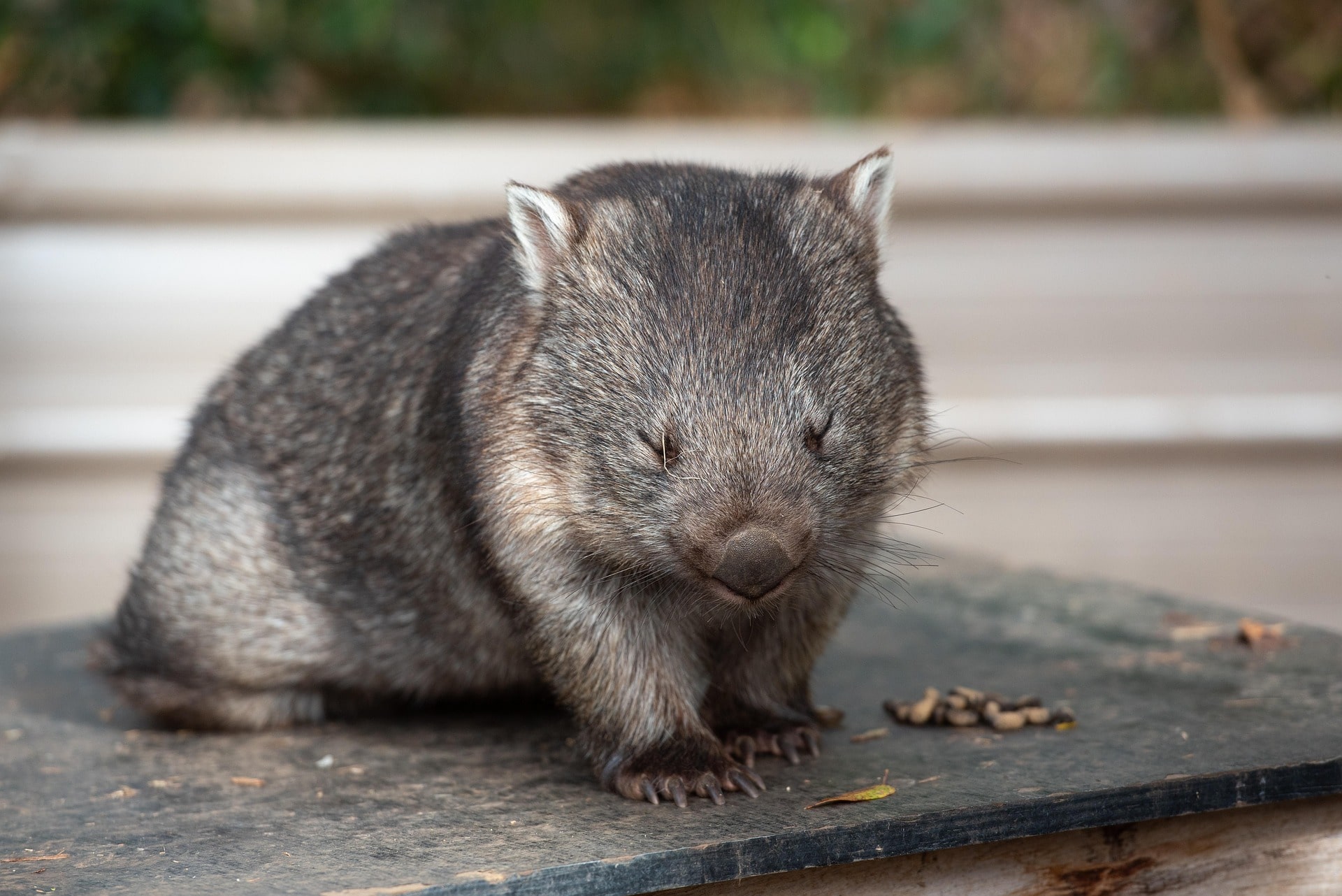 Wombat with eyes closed